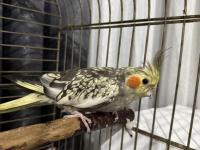 Sağlıklı dişi sultan papağanı