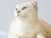 Efsane uyumlu harika - sevecen sorunsuz scottish fold