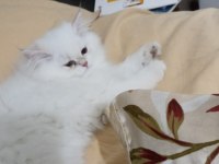 Güzel british longhair kızımıza damat arıyoruz