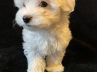 Karbeyaz maltese terrier bebekler