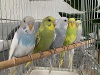 Öğretmenden evde beslenen bakımlı muhabbet kuşları