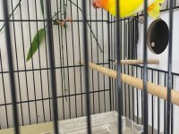 Sevda Papağanları (Uyguna)