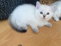 British Shorthair Yavruları