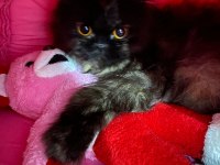 3 yaşında dişi iran kedisi sahiplendirme