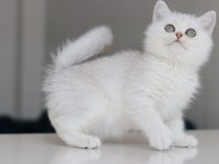 Full Şecereli Babadan Teslime Hazır Erkek Kedimiz