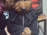 Poodle Köpeğimiz Rossie Yeni Sahibini Arıyor