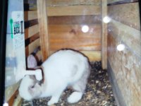 Bir Dişi Bir Erkek Hollanda Cüce Tavşanı Sahiplenmek İstiyenler Yazsın