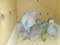 Yavru Muhabbet Kuşları