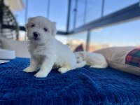 Size Terapi Gelecek Anne Babası Bizde Olan Dost Canlısı Yavru Köpekler