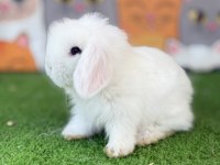 Hollanda Lop Yavru Tavşanlar Gönderim Yapılır