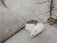 Yavru Suriye Hamsterleri