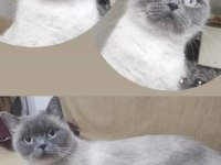 British Shorthair Kızımıza Güvenilir Ve Ömürlük Aile Arıyoruz