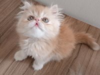 Safkan Şecereli İran Kedisi Bebekler