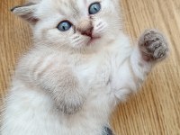 British shorthair yavrular yeni yuvayı bekliyor!