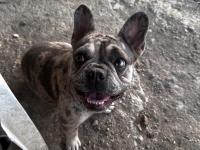 Egzotik Merle French Bulldog