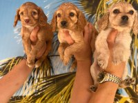 Irk Ve Sağlık Garantili Cocker Bebekler Hazır