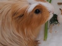Sheltie ırk ginepig