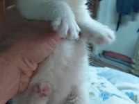 Exotic Longhair Erkek Ve Dişi Safkan Bebekler