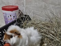 Ginepig Luki Sahiplendiyorum