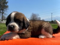 Safkan Saint Bernard Bebekler