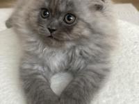 2 Aylık Yavru Chinchilla Melezi Kedimiz