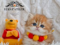Altın saçlı golden british longhair ny12