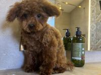 7 Aylık Teacup Teddy Dişi Poodle