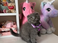 Scottish fold gri yavrular