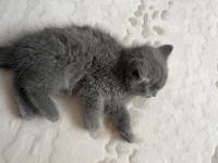 British 2 Aylık Dişi