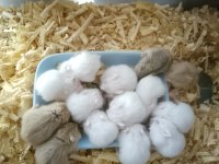 Üreticiden Gonzales Hamster