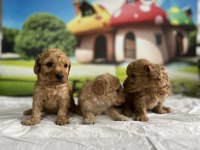 Maltipoo Cinsi Yavru