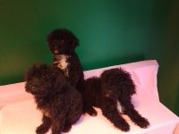 Siyah toy poodle yavrularımız
