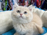 Krem renkli minik scottish straight