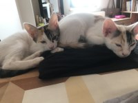 Ömür Boyu Kedimizi Sevebilecek Misin?