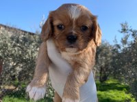 Cavalier king charles ruby