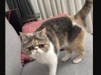 Exotic shorthair dişi yavrumuzu sahiplendiriyoruz