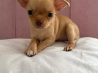 Anne Altından Şivava Bebişler