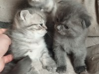 Kısırlaştırma Desteği Karşılığı Ücretsiz Kediler