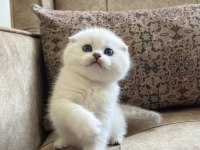 Full Şecereli Anne Babanın Scottish Fold Bebeği