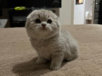 6 tane yavru minnoş kedilerim var