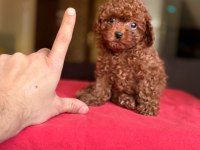 Kore Kan Toy Poodle