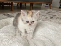 A Kalite Tuvalet Eğitimli Yavru Kediler