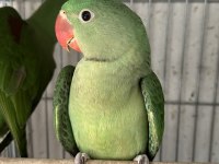 El Besleme Bebek Alexander Papağanı