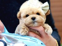 Maltipoo bebeklerim favorilere