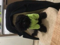 Siyah Toy Poodle 8 Aylık