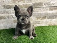 French Bulldog Yavrularım Yeni Sahiplerini Bekliyor