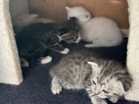 5 Adet Scottish Fold Yavrular