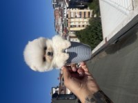 Ayı Surat Pomeranian Boo Yavrularımız