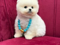 Safkan Pomeranian Yavru Köpekler