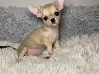 Irk garantili chihuahua yavruları